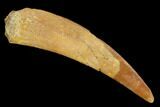 Large, Pterosaur (Siroccopteryx) Tooth - Morocco #127657-1
